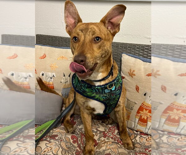 Medium Photo #4 Mutt Puppy For Sale in Ellijay, GA, USA