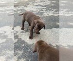 Small Photo #7 Labrador Retriever Puppy For Sale in COLFAX, CA, USA