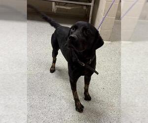 Labrador Retriever-Unknown Mix Dogs for adoption in Conroe, TX, USA