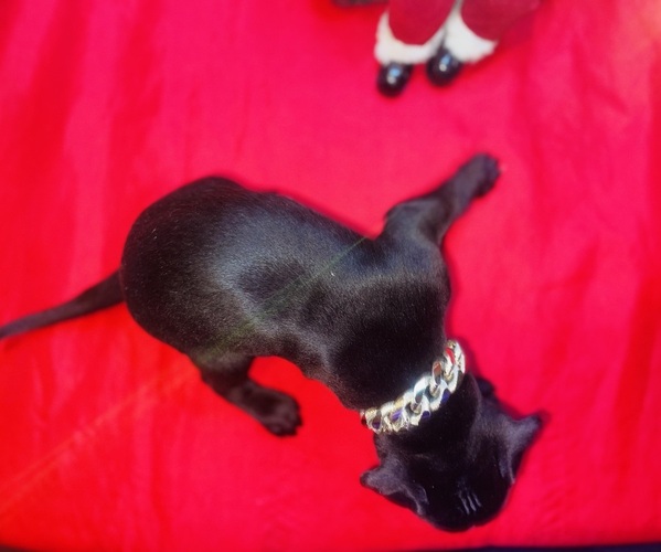 Medium Photo #4 American Pit Bull Terrier Puppy For Sale in TRENTON, NJ, USA