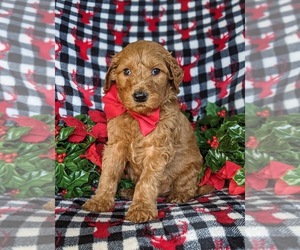 Goldendoodle Puppy for sale in CHRISTIANA, PA, USA