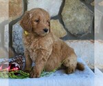 Small Photo #3 Goldendoodle-Poodle (Standard) Mix Puppy For Sale in KINZERS, PA, USA