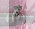Small Photo #1 American Bully Puppy For Sale in GROVETOWN, GA, USA
