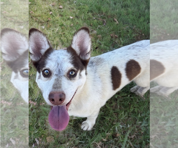 Medium Photo #3 Mutt Puppy For Sale in Newport Beach, CA, USA