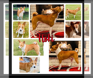 Father of the Basenji puppies born on 11/24/2024