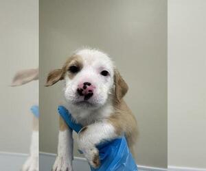 American Staffordshire Terrier-Unknown Mix Dogs for adoption in San Antonio, TX, USA