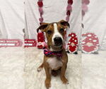 Small #11 American Bulldog Mix