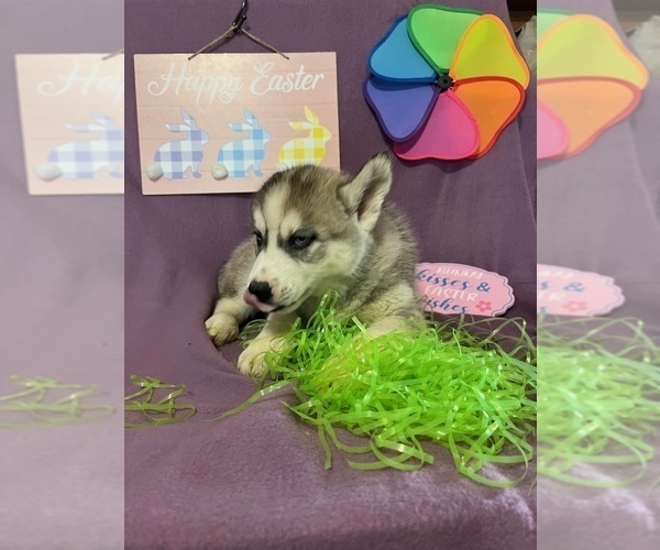 Medium Photo #7 Siberian Husky Puppy For Sale in DEARBORN, MO, USA