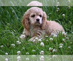 Small #3 Cocker Spaniel