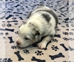 Small #1 Australian Shepherd