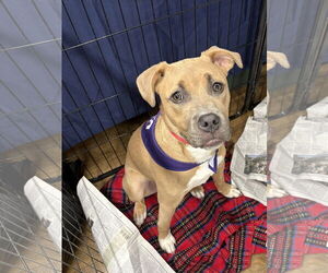Medium Labrador Retriever Mix