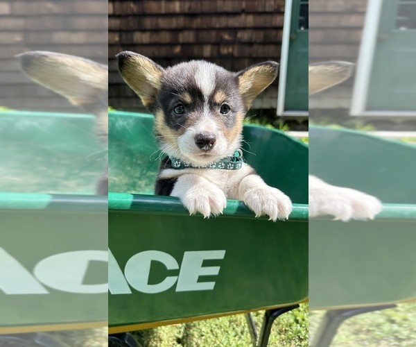 Medium Photo #50 Pembroke Welsh Corgi Puppy For Sale in PERKINSVILLE, VT, USA