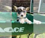 Small Photo #50 Pembroke Welsh Corgi Puppy For Sale in PERKINSVILLE, VT, USA