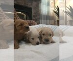Small #5 English Cream Golden Retriever