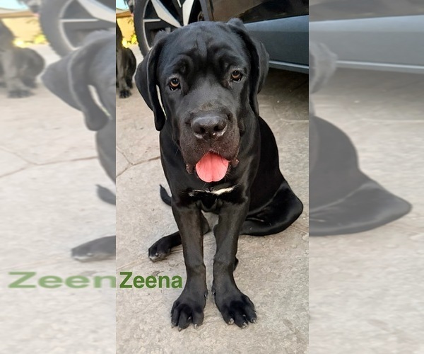 Medium Photo #17 Cane Corso Puppy For Sale in WOODLAND HILLS, CA, USA