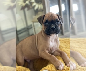 Boxer Puppy for Sale in LIBBY, Montana USA