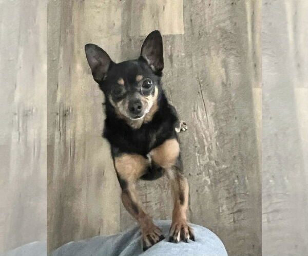 Medium Photo #3 Chipin Puppy For Sale in Des Moines, IA, USA