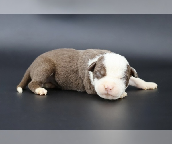 Medium Photo #1 American Bully Puppy For Sale in CHAMPAIGN, IL, USA