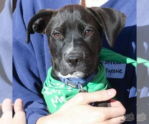 Labrador Retriever-Retriever  Mix Dogs for adoption in Washington, DC, USA