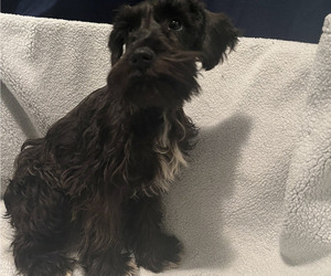 Schnauzer (Miniature) Puppy for sale in PICKENS, SC, USA