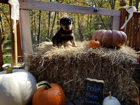 Medium Photo #1 Rottweiler Puppy For Sale in MORGANTOWN, PA, USA