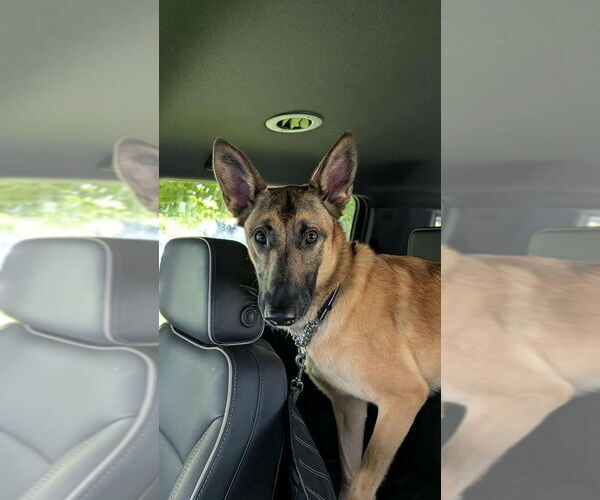 Medium Photo #4 Mutt Puppy For Sale in Imlay City, MI, USA