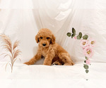 JOHN - Male Poodle (Miniature) Puppy for Sale - Small photo