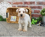 Small #3 Schnauzer (Miniature)