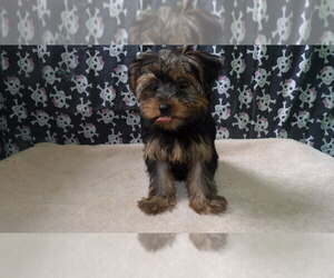 Yorkshire Terrier Puppy for sale in PATERSON, NJ, USA