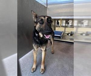 Mutt Dogs for adoption in Downey, CA, USA