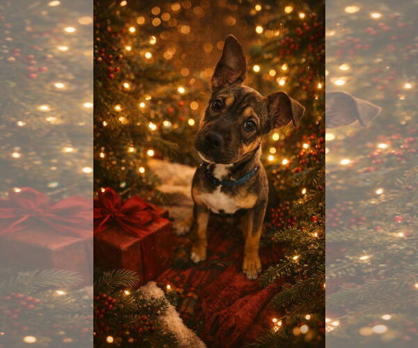 Medium Photo #1 Beagle-Unknown Mix Puppy For Sale in Rockaway, NJ, USA