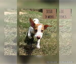 Small Photo #4 Labrador Retriever-Unknown Mix Puppy For Sale in Woodbury, NY, USA