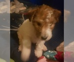 Puppy 3 Wire Fox Terrier