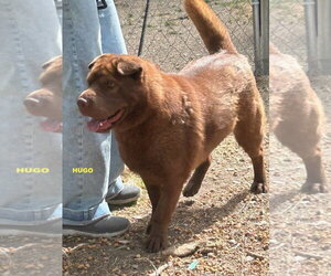 HUGO - Male Mutt Dog for Adoption - Photo #3