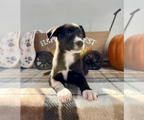 Medium Photo #3 Border Collie Puppy For Sale in GREENFIELD, IN, USA