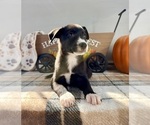 Small #2 Border Collie