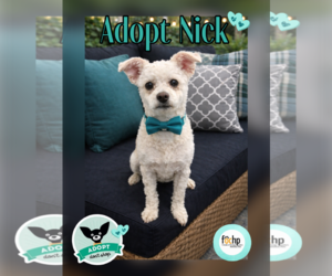 Maltese Dogs for adoption in Menifee, CA, USA