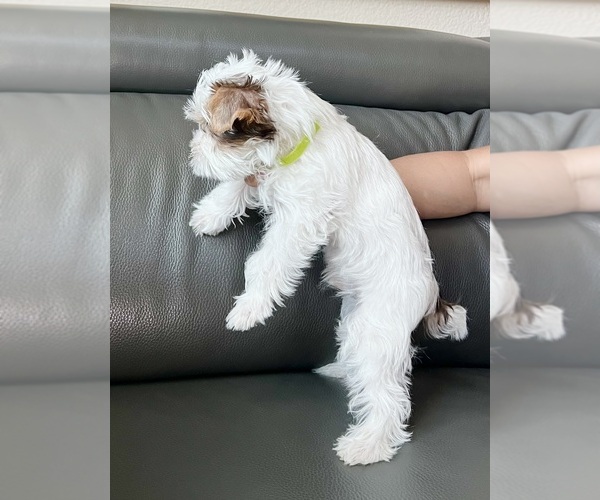Medium Photo #5 Yorkshire Terrier Puppy For Sale in ROCKLIN, CA, USA