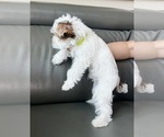 Small #4 Yorkshire Terrier
