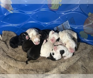 Saint Berdoodle-Shepadoodle Mix Litter for sale in FORT KNOX, KY, USA