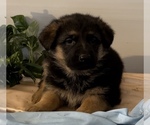 Small Photo #1 German Shepherd Dog Puppy For Sale in EDWARDSBURG, MI, USA