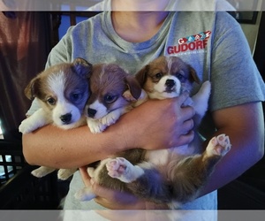 Pembroke Welsh Corgi Puppy for sale in SAINT CROIX, IN, USA