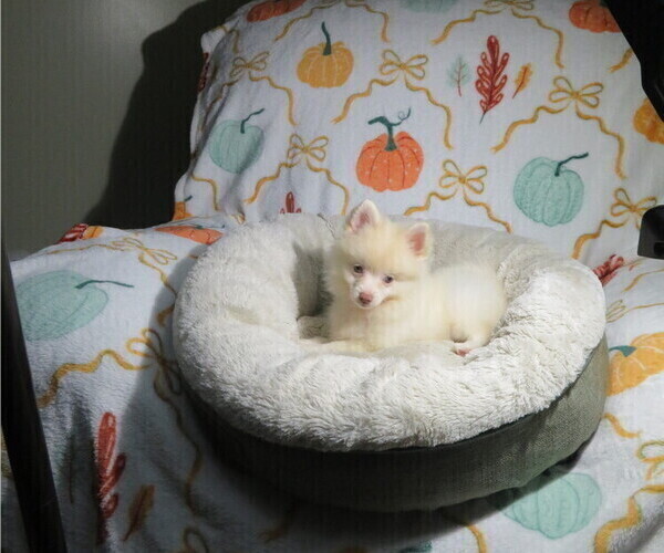 Medium Photo #3 Pomeranian Puppy For Sale in COOKEVILLE, TN, USA