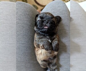 Shih Tzu Puppy for sale in HYATTSVILLE, MD, USA