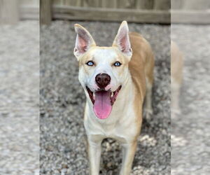 Huskies -Unknown Mix Dogs for adoption in Manchester, MO, USA