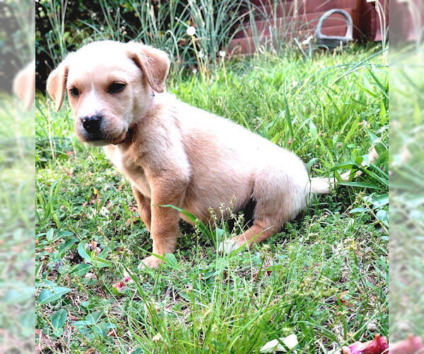 Medium Photo #3 Borador Puppy For Sale in Rutherfordton, NC, USA