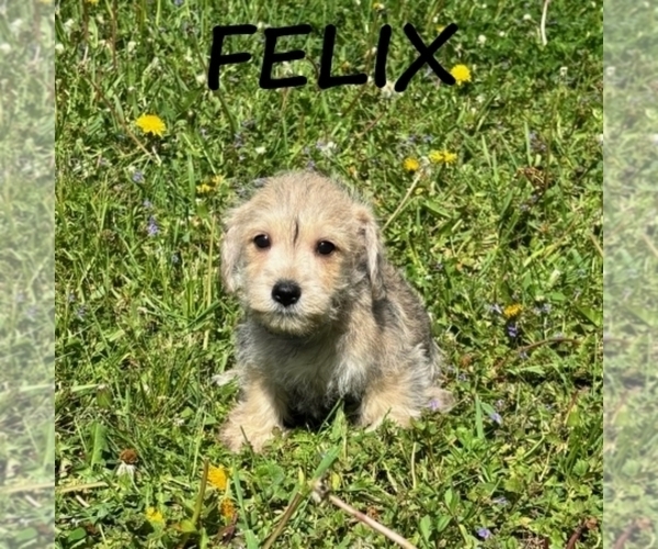 Medium Photo #3 Schnoodle (Miniature) Puppy For Sale in HARTLAND, MN, USA