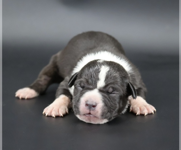 Medium Photo #1 American Bully Puppy For Sale in CHAMPAIGN, IL, USA