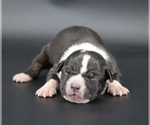 Image preview for Ad Listing. Nickname: Kuma