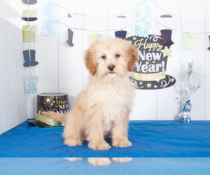 Goldendoodle Puppy for sale in MOUNT VERNON, OH, USA